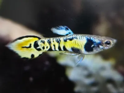 Buy L519 pleco 5cm | FishList by DesmondLim from Largest Online